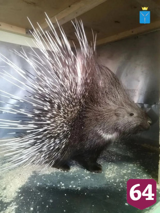 В Саратовской области ветеринарам на прививку привели дикобраза 